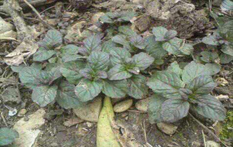 پونه اوجی 20 گرمی