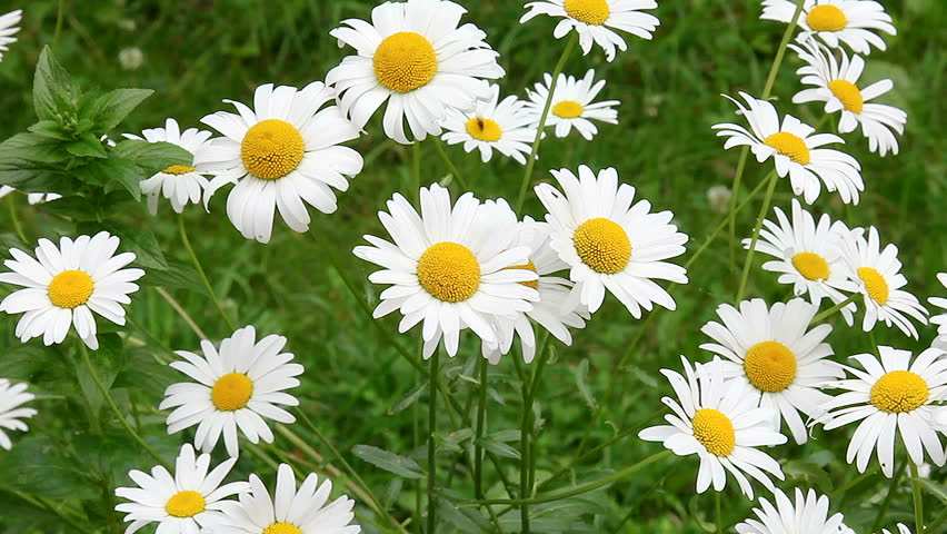 گل بابونه ریز شیرازی 50 گرمی