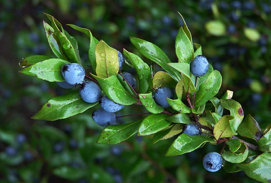 مورد آسیاب شده ۱۵۰ گرمی