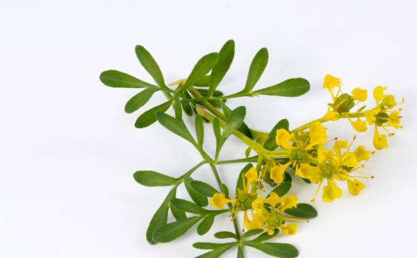 سداب اسیاب شده 100 گرمی