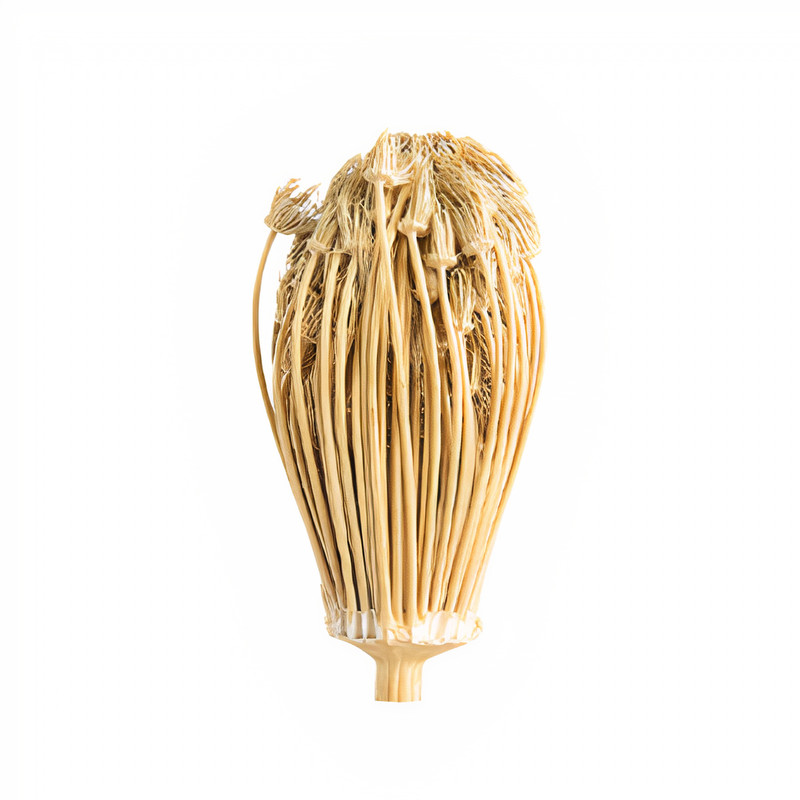 خلال دندان طبیعی