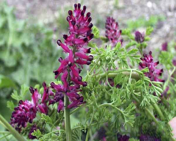 دمنوش شاهتره 100گرمی