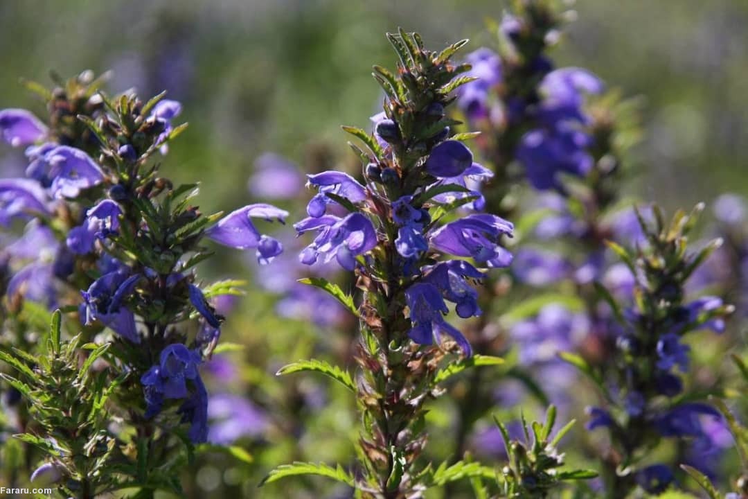 بادرنجبوبه شمالی 20 گرمی